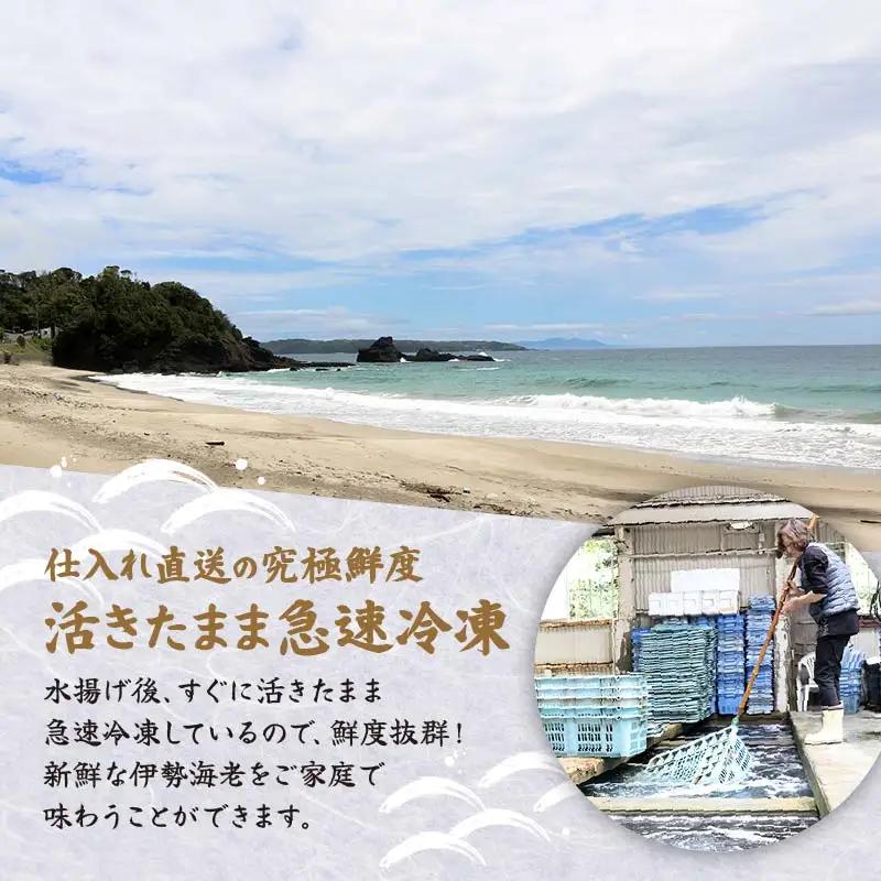 【 伊勢海老 】天然伊勢海老 1.5kg