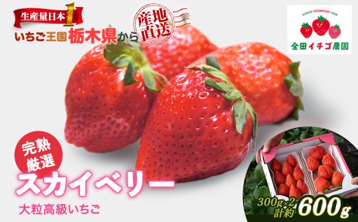 【数量限定】高級いちご 完熟スカイベリー2パック 600g ｜ いちご イチゴ 苺 大粒 大きい 赤い 甘い 完熟 厳選 評判 新鮮 フルーツ 果物 スイーツ ジャム アレンジ 好評 人気 アフター対応あり 生産量 日本一 栃木県産 糖度 濃厚 産地直送 いちご王国 栃木県