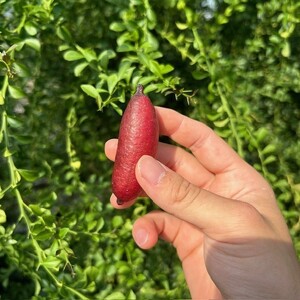 新感覚つぶつぶ食感！フィンガーライム　150ｇ（約8～15本）フルーツ 果物 国産 柑橘 フルーツキャビア 森のキャビア デザート 希少 鈴園 愛知県 常滑市