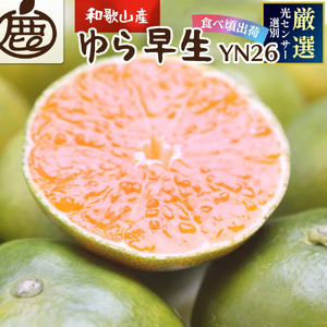 鹿蔵 プレミアム 有田みかん ( ゆら早生 ) 1kg+250g（傷み補償分） 光センサー 選果　※北海道・沖縄・離島への配送不可 ※10月上旬〜11月中旬頃に順次発送予定 / 温州みかん 秀品  柑橘  和歌山 【ikd003-prem-1A】