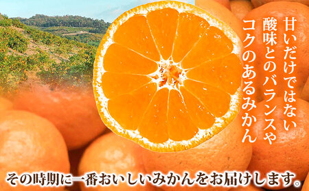 ご家庭用 温州みかん 10kg (S～Lサイズ混合) 和田果樹園《11月上旬-2月上旬頃出荷》 和歌山県 紀の川市 みかん ミカン 果物 フルーツ 温州みかん ご家庭用 送料無料