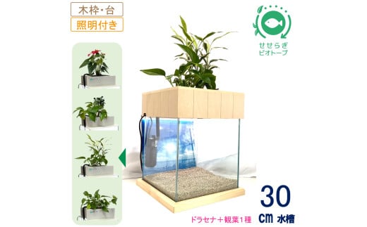せせらぎビオトープ　30cm型照明+木枠台セット（ドラセナ＋他1種）