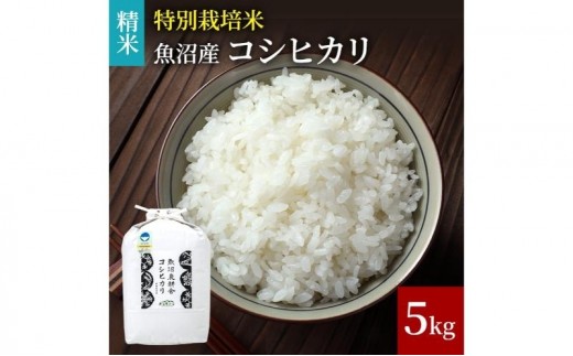 
                  [№5762-1183]【令和8年産　新米先行受付】米農家自慢の 特別栽培米 魚沼産 コシヒカリ（精米）5kg×1袋 白米 お米 こめ コメ 魚沼産コシヒカリ こしひかり 魚沼
                