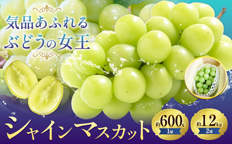 
            【先行予約】ぶどうシャインマスカット 選べる 約 600g 1房 または 約 1.2kg 2房 株式会社藍《9月上旬-10月下旬頃出荷》 岡山県 浅口市 岡山県産 ぶどう フルーツ 果物 くだもの マスカット 送料無料 【配送不可地域あり】
          