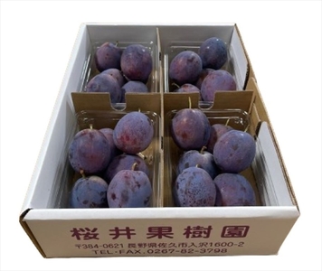 長野県産プルーン『サンプルーン』 家庭用 約1.6kg（400g×4）〈2025年9月出荷／北海島・沖縄・離島は配送不可〉信州 果物 旬彩 先行予約 期間限定 国産 【 フルーツ 長野県 佐久市 】
