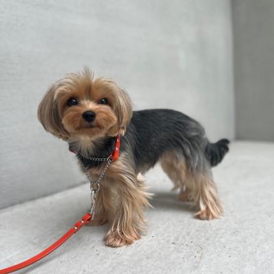 ふるさと納税 松原市 【本革】超小型犬用　首輪　マイスタープラス　レザーハーフチェーンカラー　オレンジ　#10L |  | 02