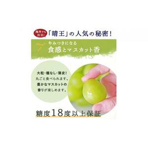シャインマスカット 晴王 1房 800g前後 ｜ シャインマスカット