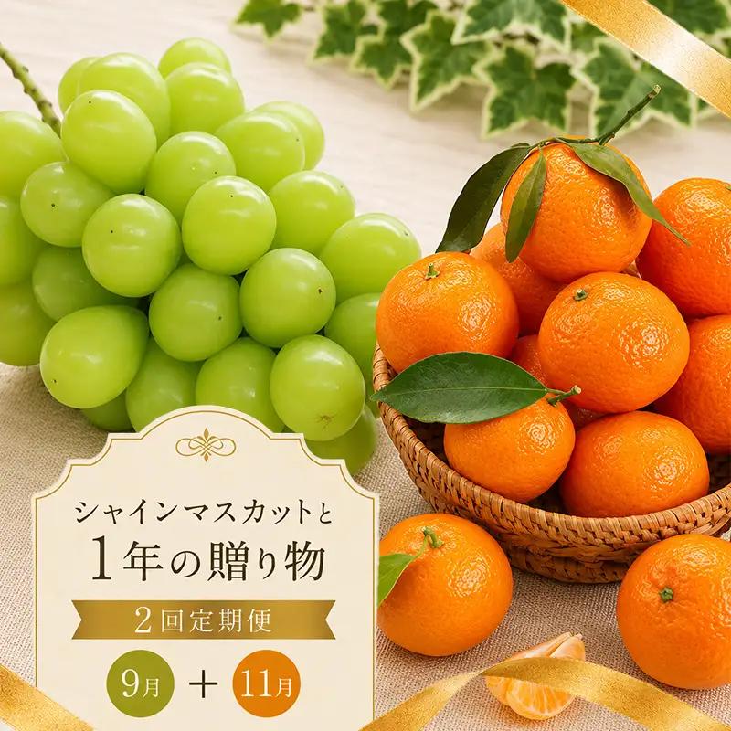 フルーツ 定期便 2回 みかん シャインマスカット 温州みかん フルーツ