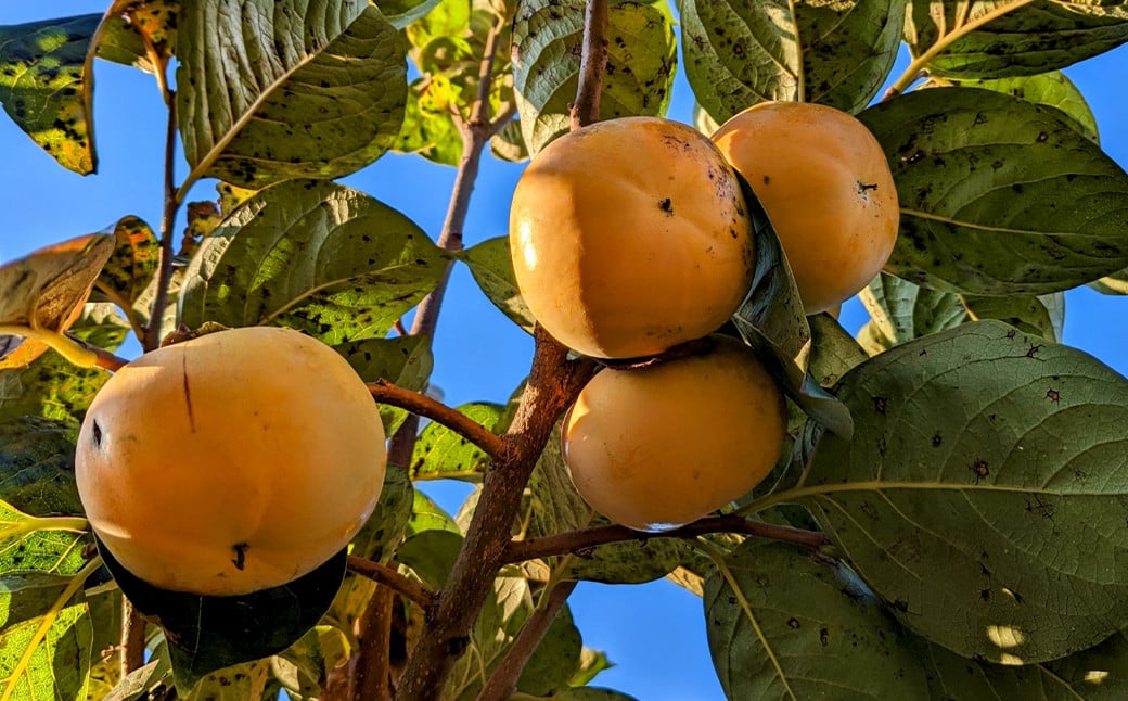 太秋柿 約3kg（8～15玉）柿 カキ 果物【2026年10月上旬～11月上旬発送予定】