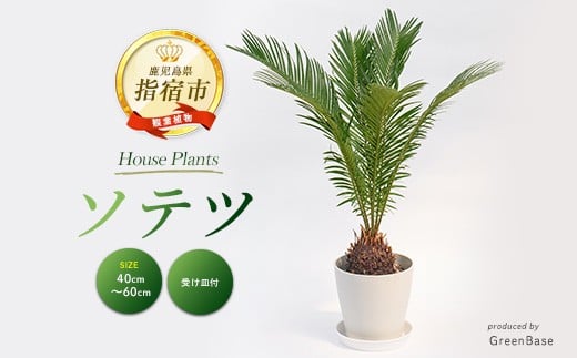 
            ソテツ40cm～60cm (Green Base/014-2047) 南国鹿児島県で育った 観葉植物！植物 鉢付 インテリア 室内 オフィス おしゃれ プレゼント ギフト 開店祝い 移転祝い ※北海道・沖縄・離島配送不可
          