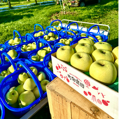 完熟サンふじ・シナノゴールド詰合せ　青森県藤崎町産りんご　家庭用　計約5kg【配送不可地域：離島・沖縄県】