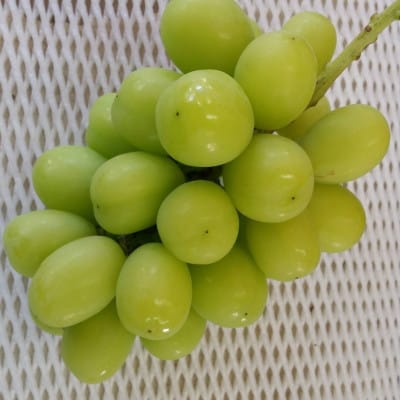 巨峰の丘　ぶどうの専門家がお届けするシャインマスカット1房(700～800g)【配送不可地域：離島】