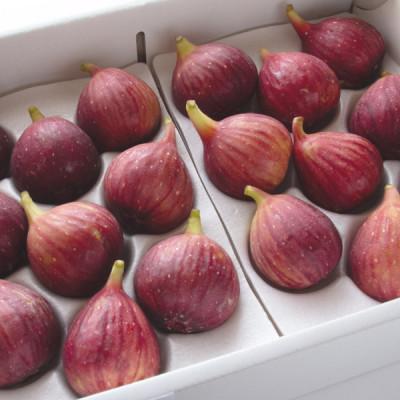 ふるさと納税 掛川市 【2026年発送】静岡県掛川産　ミズノ農園の完熟いちじく【桝井ドーフィン】DXパック 500g×2P |  | 01