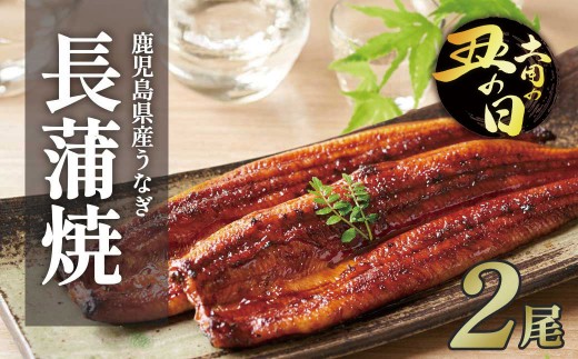 【土用丑の日】ふるさと納税限定　鹿児島県大崎町産 国産 うなぎ長蒲焼 2尾 計320g以上 | 鰻 うなぎ蒲焼き うな重 ひつまぶし ウナギ 蒲焼 人気 おすすめ 鹿児島 大隅半島 DU001　