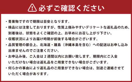 博多あまおう（春） 約250g～270g×4パック 計約1kg～1.08kg【2026年2月上旬-4月下旬発送予定】いちご 苺 イチゴ 果物 フルーツ