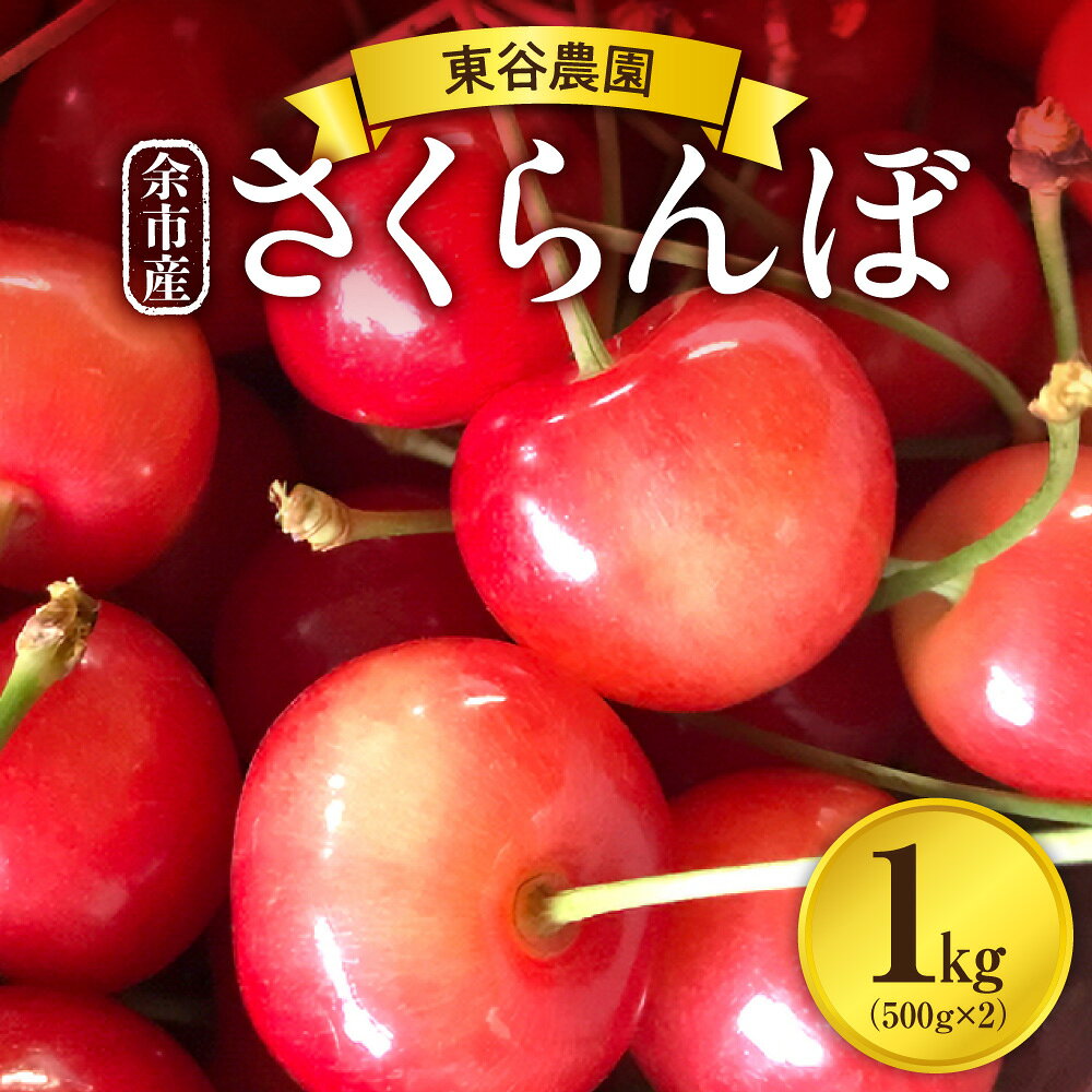 【ふるさと納税】【2027年初夏発送】 さくらんぼ 毎年大好評！ こだわりの 東谷農園 余市産 さくらんぼ 500g × 2パック 合計 1kg フルーツ 果物 果実 チェリー 美味しい 旬の味覚 北海道 東谷農園 国産 お取り寄せ お取り寄せフルーツ 送料無料