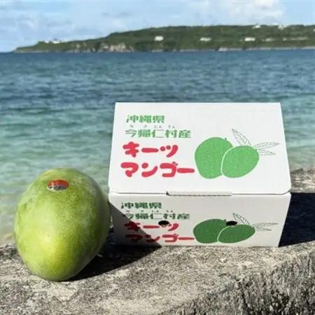 【2026年8月下旬から順次発送・家庭用】みなとばる農園の幻のキーツマンゴー800g～1.0kg【配送不可地域：離島】【1592999】