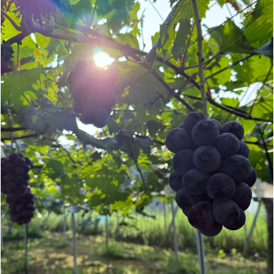 【2026年発送分】岡山県産 大粒 ニューピオーネ 2房セット (1.2～1.5kg)【配送不可地域：離島】