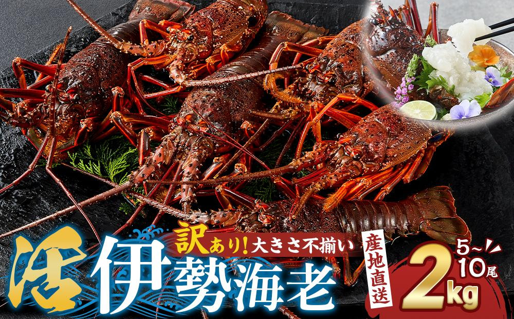 
【訳あり】天然 活伊勢海老 約2kg（ 5～10尾 大きさ 不揃い ）南紀黒潮イセエビ 年末年始 お正月 お届け可【着日指定必須】｜ 期間限定 漁師直送 海鮮 海老 とれたて 人気
