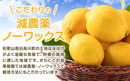 レモン 名産地からお届け! 国産 レモン 約 3kg (L～4Lサイズ)  ノーワックス 減農薬 どの坂果樹園《2024年2月上旬-5月末頃出荷》 レモン れもん 檸檬 和歌山県 日高川町 果物 柑橘