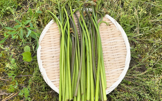 ワラビ 約1500g トロっトロの食感が堪らない！【180P3206】