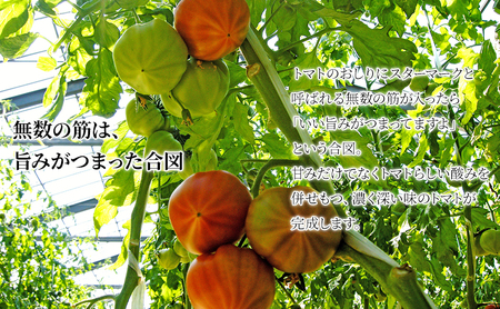 【2025年6月発送】SOGA FARM　金筋トマト 2025年 先行予約 トマト 野菜 とまと 新潟 
