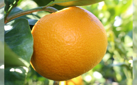 【来シーズン先行予約】完熟さつき八朔 約8kg【2026年3月下旬頃から発送予定】 / はっさく ハッサク 柑橘 由良町 果物 フルーツ くだもの 産地直送 和歌山【kzmn001】