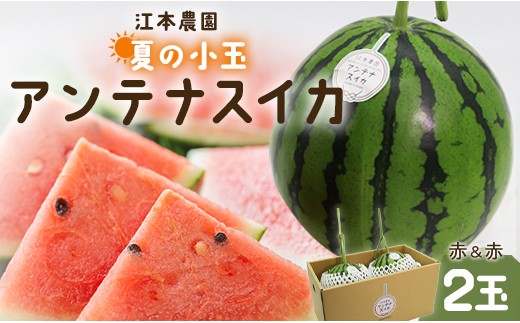 
                  【7月発送】スイカ 先行予約 小玉 約4kg 糖度14度前後 2玉 西瓜 江本農園 夏の小玉アンテナスイカ 赤 - ギフト 減農薬 高糖度 立体栽培 期間限定 すいか 西瓜 フルーツ 果物 くだもの デザート em-0031
                