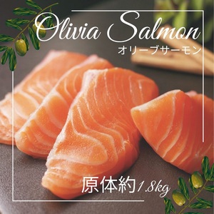 オリーブサーモン １尾(1本丸ごと)【予約受付中！令和8年4月頃から限定出荷分】【B-511】