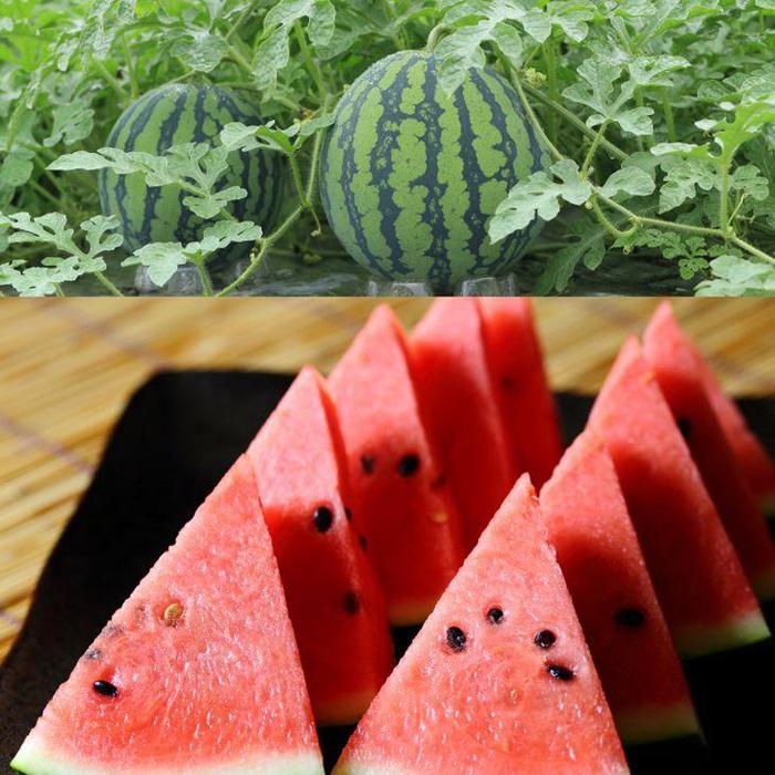 【ふるさと納税】243.【先行予約】スイカM 2玉 5kg以上2玉 ※5月下旬～8月中旬頃に順次発送予定（こちらの返礼品は、大栄西瓜ではありません） | 西瓜 スイカ 果物 フルーツ くだもの 鳥取県 北栄町 おすすめ 人気 送料無料