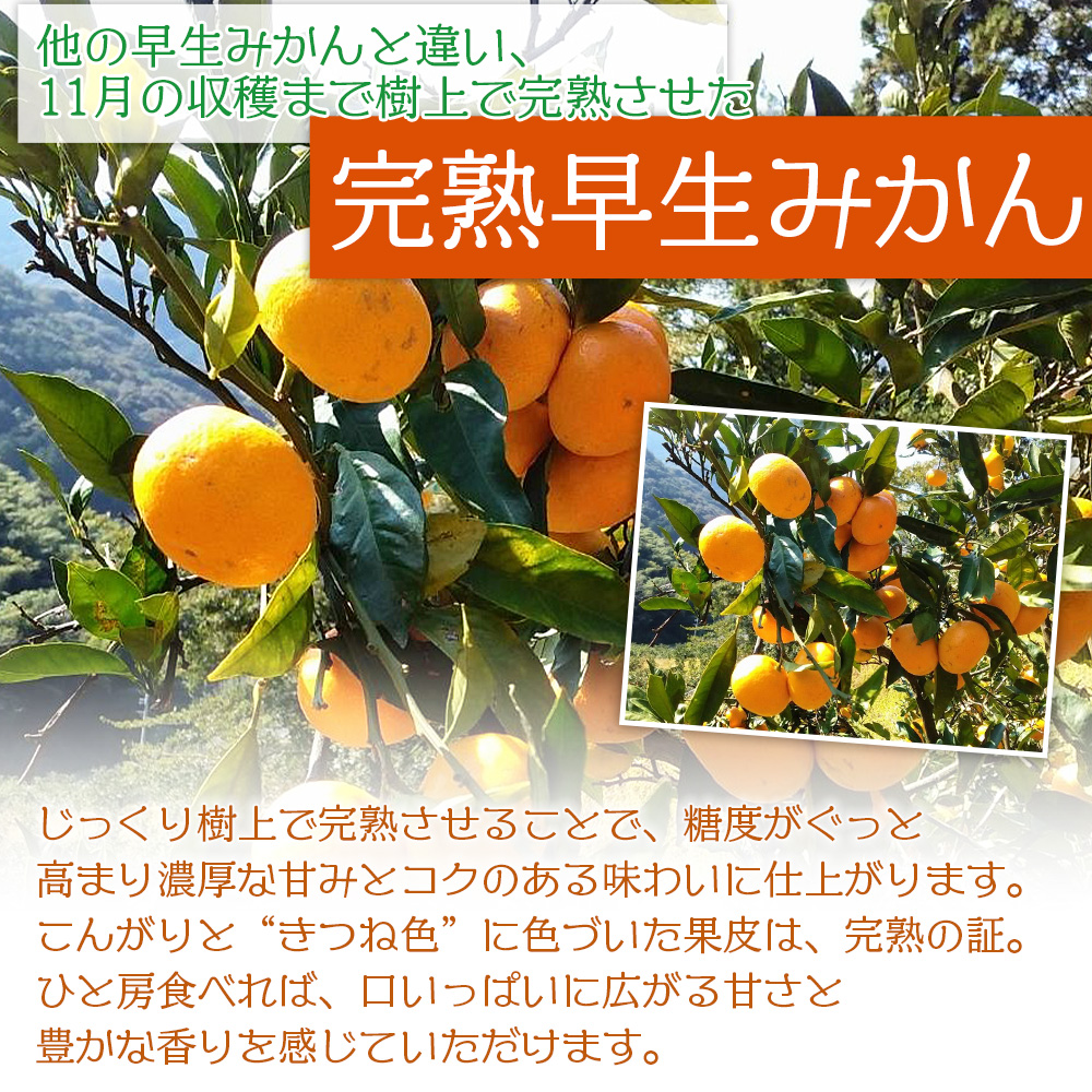 ＜完熟早生みかん 約4kg（家庭用・S～Mサイズ混合）直送＞ 果物 オレンジ 柑橘 特産品 山本果樹園 西宇和 愛媛県 西予市 【常温】『2026年11月中旬～12月中旬までに順次出荷予定』