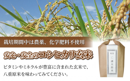 【令和7年産】八重原産コシヒカリ玄米「極」（栽培期間中農薬化学肥料不使用）4kg【太陽と大地】