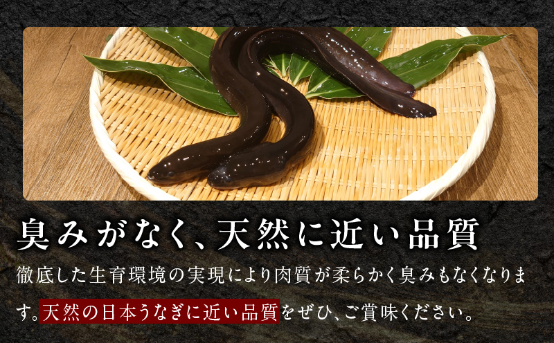 【ANA限定】国産うなぎ 3尾 480g以上 大サイズ【えびす鰻 うなぎ ウナギ 国産 泉佐野産 1尾160g以上 蒲焼き かばやき 冷凍 うな重 ひつまぶし 惣菜 先行予約】