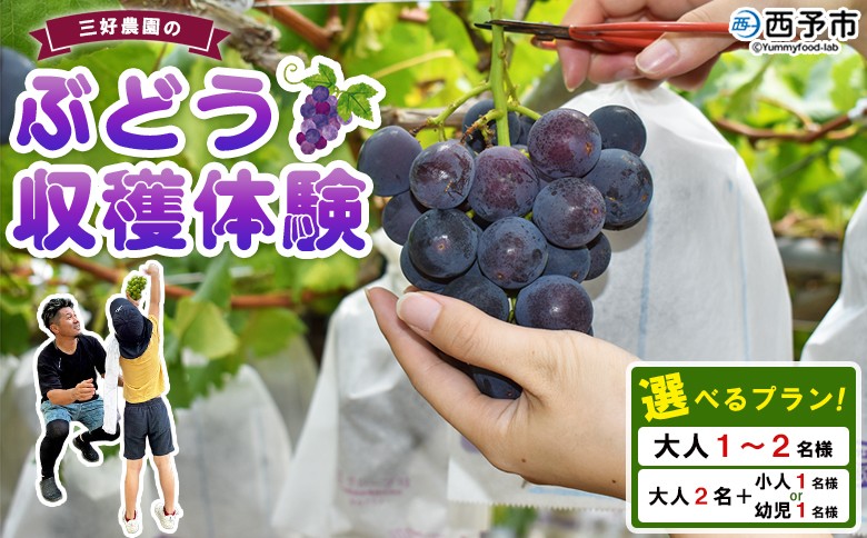 
                  ＜三好農園のぶどう収穫体験チケット（選べるプラン）＞ 幼児～大人 宇和ぶどう 葡萄 ブドウ 収穫 ぶどう狩り デラウェア ハニービーナス ブラックオリンピア ピオーネ シャインマスカット 巨峰 旅 トラベル 観光 特産品 西予市観光物産協会 愛媛県 西予市
                