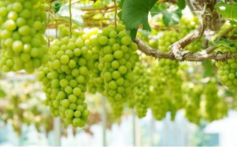 【先行予約・2024年9月】数量限定 特大シャインマスカット 1.5kg 産地直送 農家直送 甘い 大きい 種なし ぶどう 果物