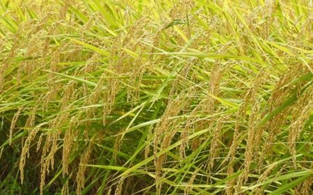 【令和7年産】ふっくりんこ5kg 小田切清志農園(2025年10月下旬より発送) NABJ003