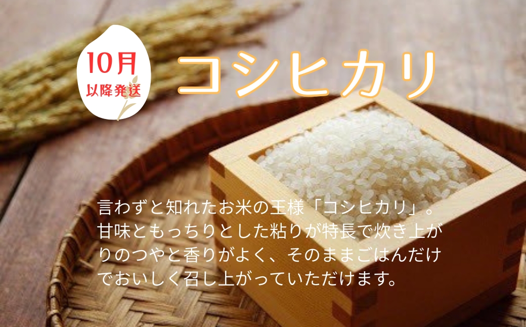 お米 令和7年産 新米 5kg コシヒカリ  特別栽培米  先行予約  【2025年10月以降発送】 精米 米 こめ コメ 白米 ごはん ライス 愛媛 伊予市｜C151