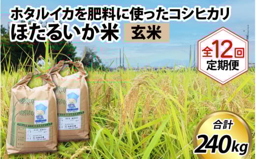 【訳あり】ほたるいか米（玄米20kg）×12回 計240kg【12ヶ月定期便】令和7年産 訳あり 米 コシヒカリ こしひかり 頒布会 産直 ほたるいか ホタルイカ お米 ブランド米 富山 滑川 農家直送 お米 おこめ こしひかり ホタルイカ 蛍烏賊 富山県 滑川市 コンシェルジュ 訳あり　kome 20キロ ごはん おにぎり