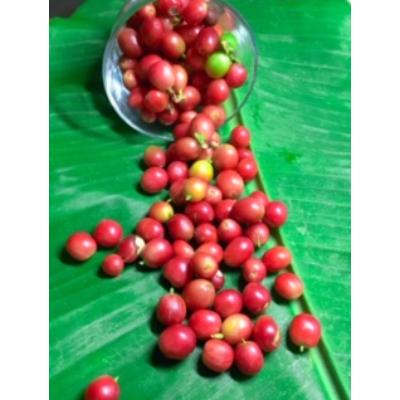 ふるさと納税 奄美市 自家焙煎【てるまに珈琲】　スペシャルブレンドコーヒーギフトセット80g×2【豆】 |  | 02