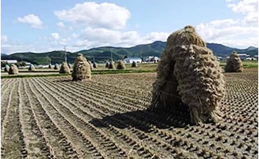 北海道上ノ国町産 令和6年産新米！自然乾燥米「ゆめぴりか」　5㎏