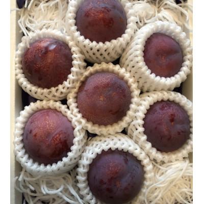 ふるさと納税 南アルプス市 【2026年発送/先行受付】すもも貴陽　デカ玉　約1.5キロ |  | 01