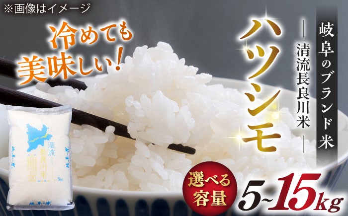 
                  ＼キャンペーン対象／【選べる容量】【R7年産】岐阜ハツシモ 名水100選に選ばれた長良川中流の水で育った「清流長良川米」 ハツシモ はしつも 長良川 清流米 すし飯  冷めても美味しい お米 米 こめ 白米 5kg 10kg 15kg 5キロ 岐阜市/森ライス [ANCU002]
                