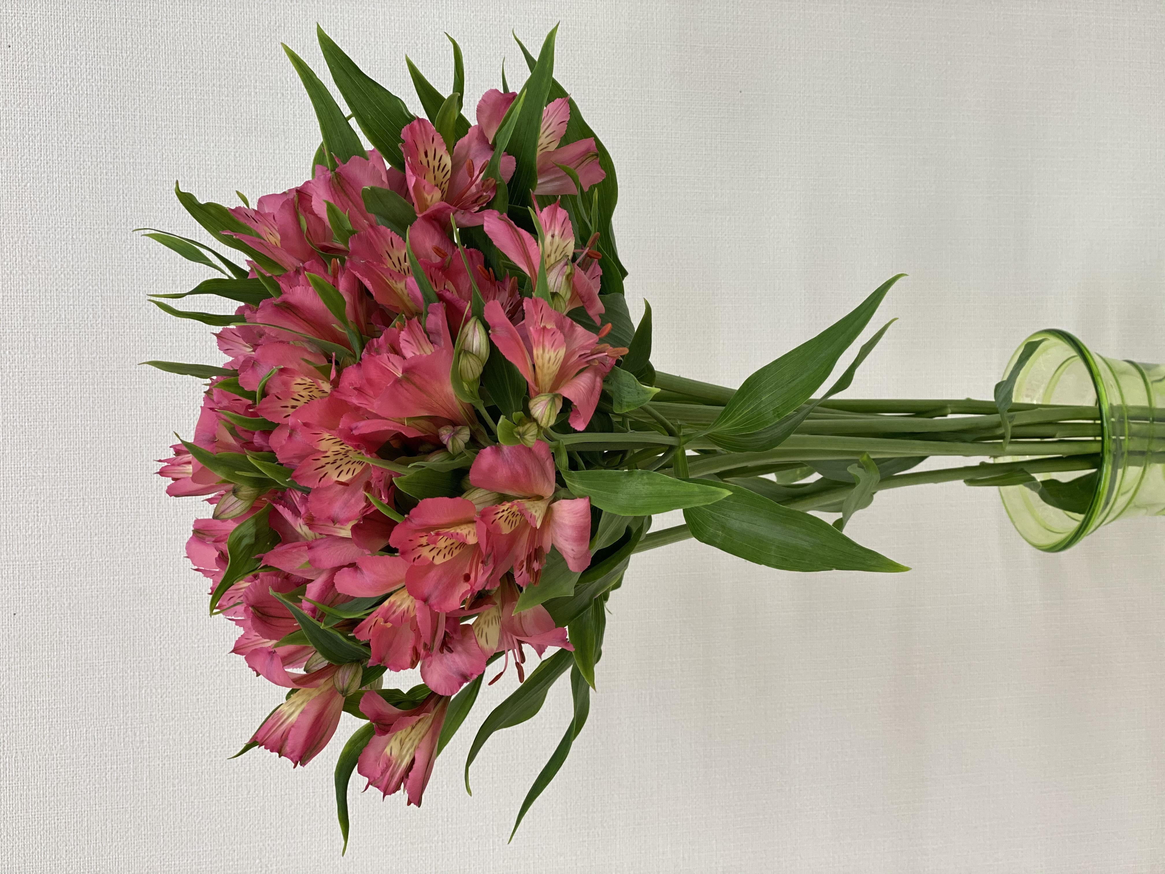 アルストロメリア 1束 ( 10本入り ) ピンク系 切り花