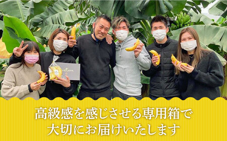 【2024年10月〜発送】【皮ごと食べられる！】なかなかバナナ 5本 / バナナ フルーツ 果物 定期便 フルーツ定期便 / 南島原市 / ミナサポ [SCW036]