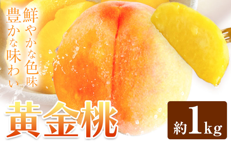 黄金桃 約1kg 花田青果株式会社《8月下旬-9月上旬頃出荷》岡山県 浅口市 黄桃 桃 もも 旬 フルーツ 果物 【配送不可地域あり】（離島） ---124_c2529_8c9a_25_9000_1k