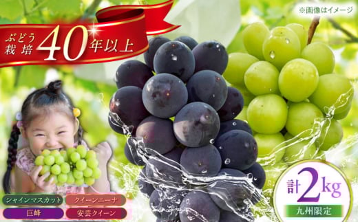 【九州限定】【6〜7月発送】ぶどう 3種詰合せ 2kg　（ シャインマスカット 巨峰 安芸クイーン クイーンニーナ ） 【石井園】 / 配送エリア限定 [HDD001]