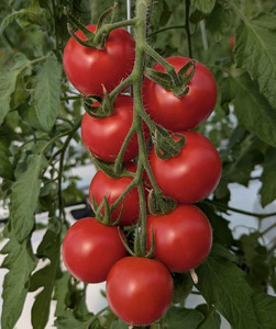 霧の恵(ミディトマト)　甘み・旨みのバランスがよく、口当たりの良いフルーツのような味わいのミディトマト【トマト　兵庫県　高砂市】