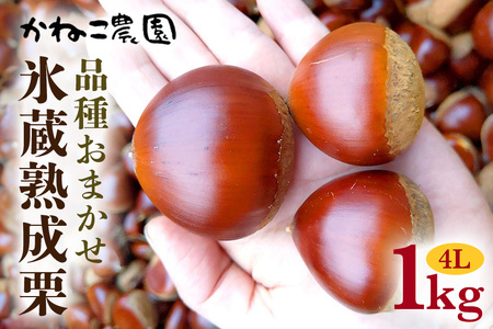 笠間の栗・かねこ農園の氷蔵熟成栗　品種おまかせ1kg（4L） JO-007