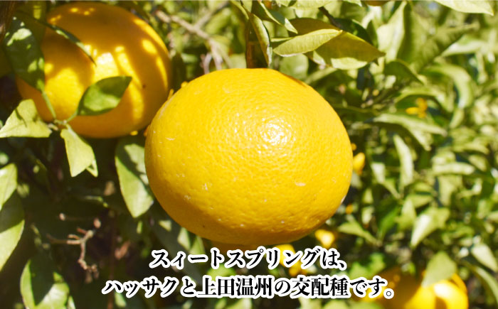 【数量限定】甘くてジューシーな果実 スィートスプリング 約9kg【長崎ぶんたんの会 】[OAF007] /  ミカン 柑橘 果物  フルーツ カンキツ かんきつ 柑橘 柑橘類 スイートスプリング みか