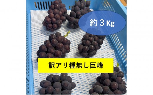 訳アリ 種無し巨峰 約3kg | 訳あり わけあり 先行予約 巨峰 種なし きょほう キョホウ 直送 新鮮 朝採れ あさどれ 朝収穫 ぶどう 農家直送 収穫日発送 新鮮 フルーツ 果物 お取り寄せ 季節限定 愛知県 豊田市